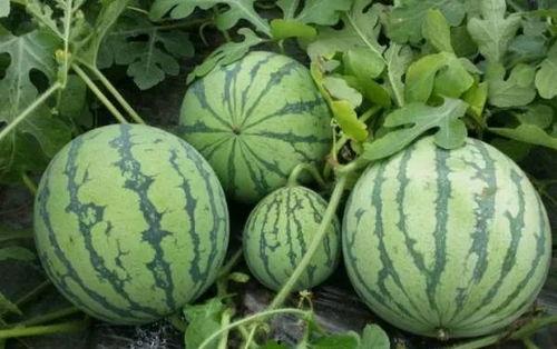 小瓜今日价格团瓜,团瓜优惠，畅享夏日美味新体验”