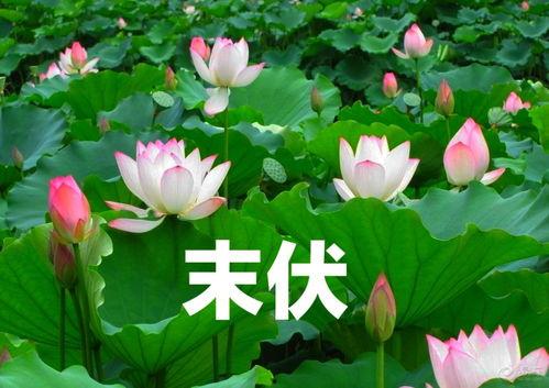 今日末伏吃瓜,清凉一夏，传统习俗新体验