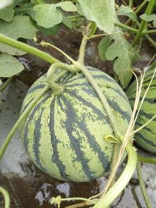 郯城今日瓜价最新消息