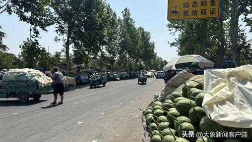 小吊瓜今日价格行情,价格波动解析与市场趋势洞察