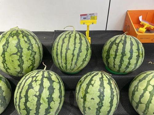 今日海南麒麟瓜,热带风情中的绿色瑰宝