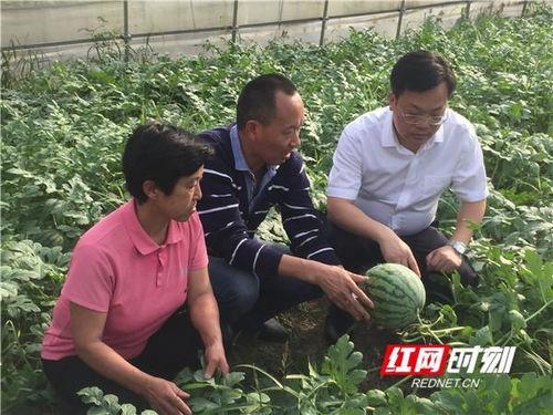 代村瓜今日行情,瓜农笑迎丰收季