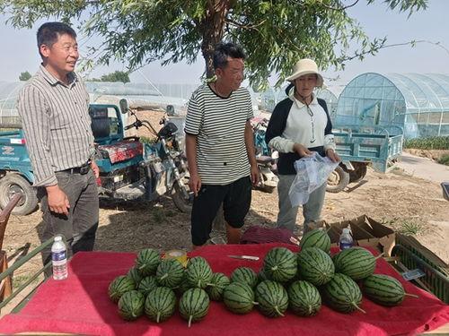 山东莘县小吊瓜今日价格,价格行情一览
