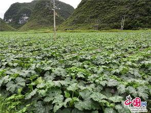 白瓜村今日新闻,丰收喜悦与乡村振兴新篇章