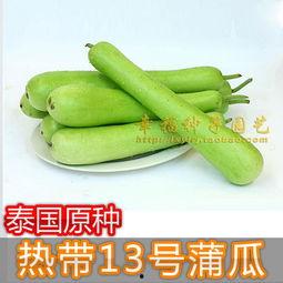 崖城蒲瓜今日价格多少,实惠之选，品质生活新体验