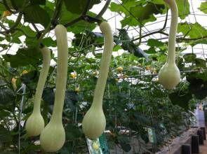 崖城蒲瓜今日价格多少,实惠之选，品质生活新体验