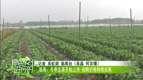 海南今日冬季瓜菜报价,新鲜上市，价格实惠，尽享田园美味
