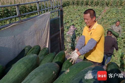 崖城瓜菜今日价格表,新鲜蔬菜实惠之选