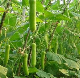 瓠瓜今日行情走势最新,今日走势解析与展望