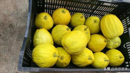忻州今日贝贝瓜批发价,新鲜美味，价格实惠