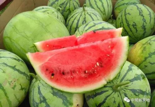 忻州今日贝贝瓜批发价,新鲜美味，价格实惠