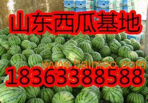 昆明瓜尖批发价格今日,新鲜瓜尖抢购热潮来袭”