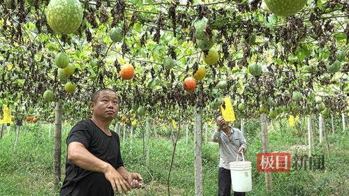 小吊瓜今日行情价格查询,价格波动解析与市场趋势洞察”