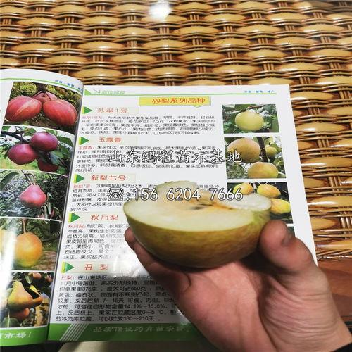 小吊瓜今日行情价格查询,价格波动解析与市场趋势洞察”