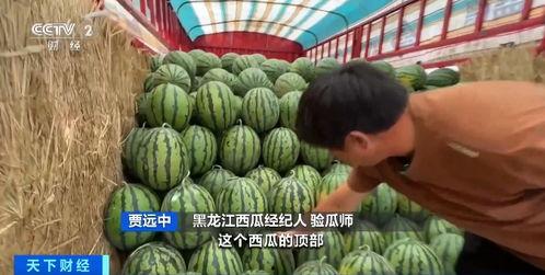 合瓜今日价格最新行情,最新行情解析与市场趋势洞察”