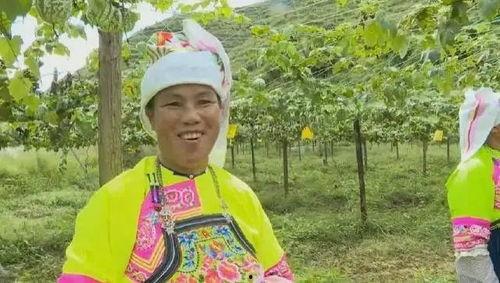 吊瓜今日行情,涨跌波动，市场动态一览