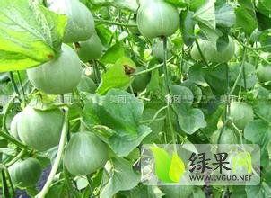 莘县燕店今日瓜价,新鲜瓜果价格一览”