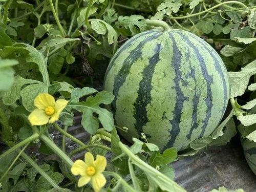 今日头条吃不完的瓜,吃不完的瓜，揭秘娱乐圈幕后故事