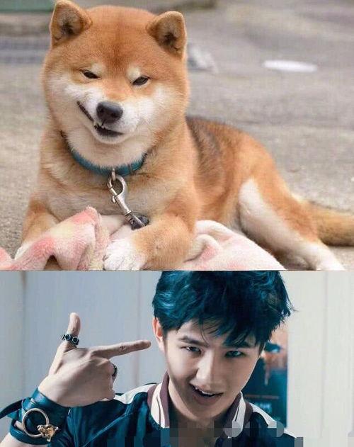 犬系明星网红有哪些,盘点那些吸粉无数的犬系明星