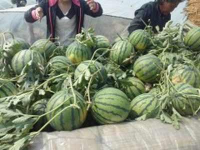 山东今日小瓜价格行情最新,波动中寻稳，市场供需动态解析