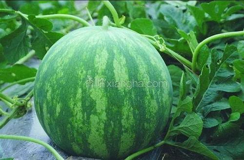 瓢瓜今日价格行情,涨跌波动解析