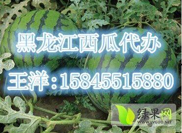 今日黑瓜 新闻,聚焦今日热点事件，揭示社会现象背后的真相