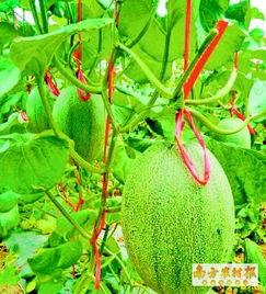 海南哈密瓜今日最新行情,价格行情稳中向好