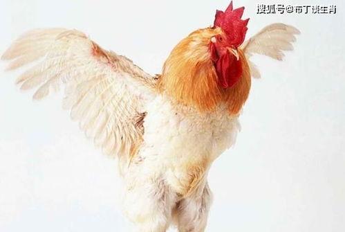 今日瓜州腊月鸡价格,传统美食迎来新春热销潮