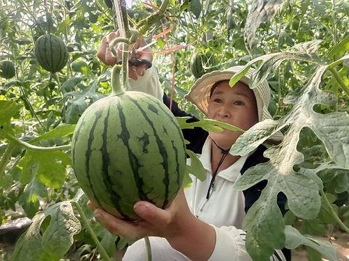 奶油小吊瓜今日特价,奶油小吊瓜，甜蜜滋味限时抢购