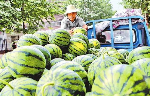 奶油小吊瓜今日特价,奶油小吊瓜，甜蜜滋味限时抢购