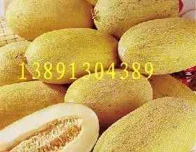 嘉兴今日哈密瓜批发价格,品质佳品，价格亲民