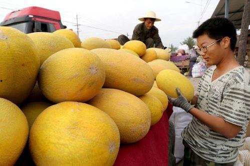 哈密瓜乡今日头条,瓜香四溢，探寻新疆哈密瓜的秘密之旅