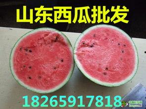 今日毛瓜最新价格,今日最新行情一览