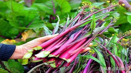 今日毛瓜最新价格,今日最新行情一览