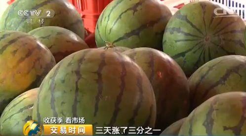 今日毛瓜最新价格,今日最新行情一览