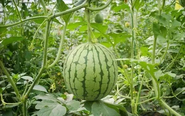 新鲜热瓜今日热瓜怎么吃,多样吃法尽享清凉美味