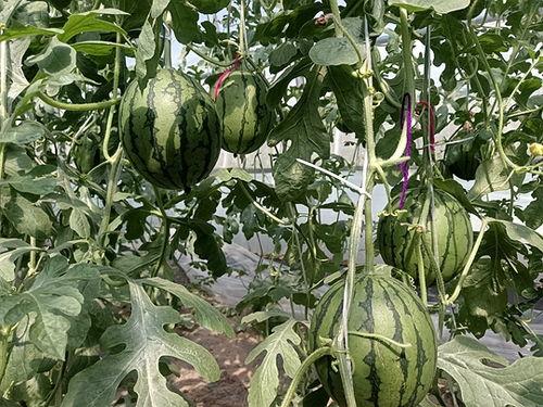 彩虹小吊瓜今日价格,价格行情一览”