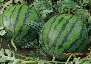 河北小吊瓜西瓜今日价,价格行情一览”