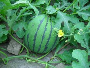 今日盐城瓜价格,价格行情一览