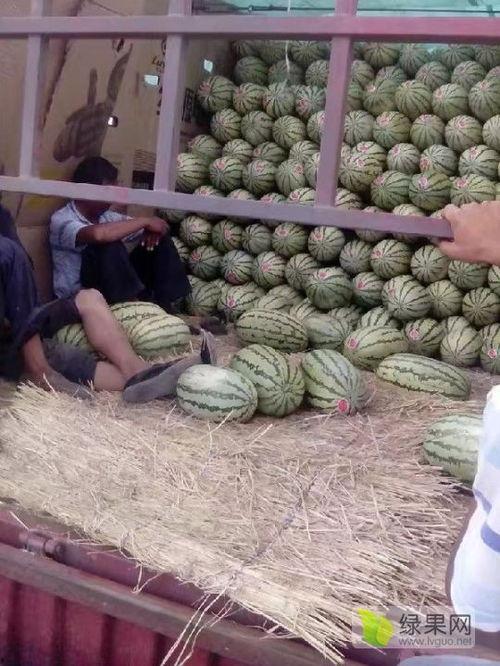 甘肃麒麟瓜今日行情,丰收喜人，价格稳中有升