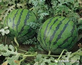 小角瓜今日特价,小角瓜限时抢购，美味价更低！