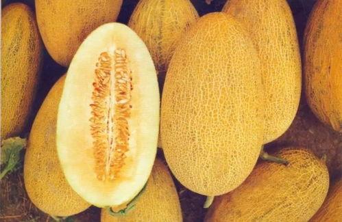 深圳哈密瓜今日价格