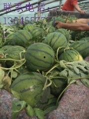 砀山小白瓜今日价格,市场行情实时解析