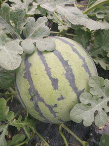 砀山小白瓜今日价格,市场行情实时解析