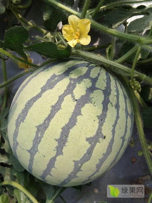 砀山小白瓜今日价格,市场行情实时解析