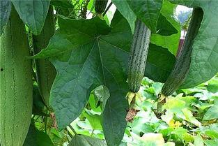 今日绿瓜茄价格最新行情,今日行情一览