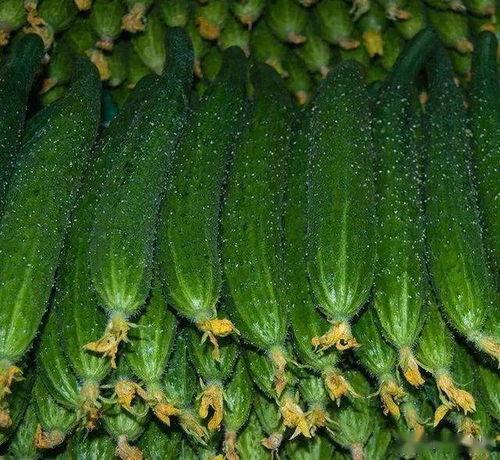 今日绿瓜茄价格最新行情,今日行情一览