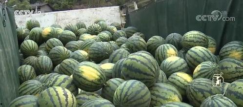云南鲜瓜今日价格