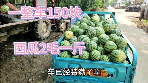 今日毛瓜收货价,市场行情动态解析”