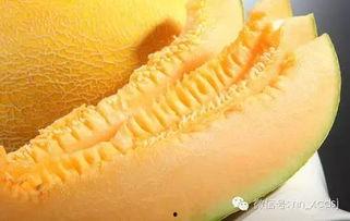 南宁海吉星今日哈密瓜价,品质佳、价格稳”